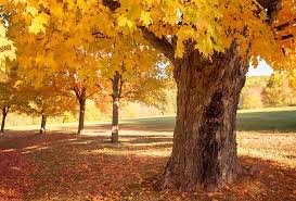 100 Seeds Yellow Maple Tree