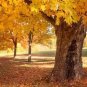 100 Seeds Yellow Maple Tree