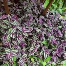 100 Seeds Zebrina pendula Schnizl Bonsai Garden Perennial Plants Rare Beautiful Grass Bonsai
