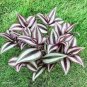 100 Seeds Zebrina pendula Schnizl Bonsai Garden Perennial Plants Rare Beautiful Grass Bonsai