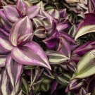 100 Seeds Zebrina Purple Light Gray Stripes Leaves