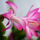 100 Seeds Zygocactus Truncatus Bonsai Rose Pink Flowers