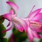 100 Seeds Zygocactus Truncatus Bonsai Rose Pink Flowers