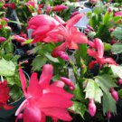 200 Seeds Zygocactus Truncatus Plants Rare Schlumbergera Plants Orchid Bonsai