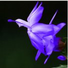 200 Seeds Zygocactus Truncatus Plants Rare Schlumbergera Plants Orchid Bonsai Plants Flower