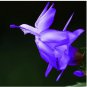200 Seeds Zygocactus Truncatus Plants Rare Schlumbergera Plants Orchid Bonsai Plants Flower