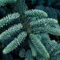 5 Seeds Abies Procera Silver Fir Pine Tree Garden Plants