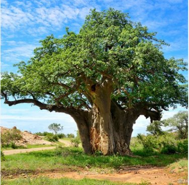 5 Seeds Adansonia digitata (Baobab) Tree