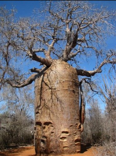 2 Seeds Adansonia Digitata Baobab Tree Excellent Bonsai
