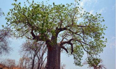 2 Seeds Adansonia Typed-Baobab Tree