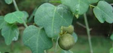5 Seeds Adenia gummifera