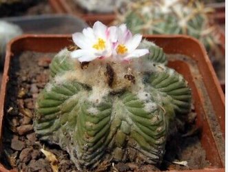 10 Seeds AZTEKIUM ritteri Rare Cactus Plants