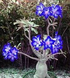 5 Seeds Adenium Dark Blue Single Flowers Hybrid F1