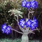 5 Seeds Adenium Dark Blue Single Flowers Hybrid F1
