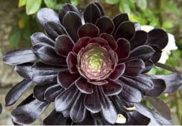 200 Seeds Aeonium 'Zwartkop' Black Master Succulent Plants Perennial