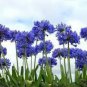 100 Seeds Agapanthus Africanus Flower