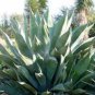 10 Seeds Agave chiapensis Succulents Garden Plants