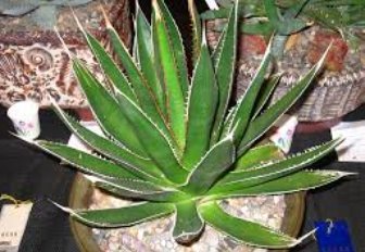 10 Seeds Agave Garciae Mendozae Agave Garden Plants