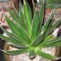 10 Seeds Agave Garciae Mendozae Agave Garden Plants