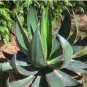 10 Seeds Agave Garciae Mendozae Agave Garden Plants