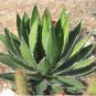 10 Seeds Agave Garciae Mendozae Agave Garden Plants
