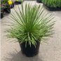 10 Seeds Agave geminiflora Succulents Garden Plants