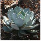 5 Seeds AGAVE Guadalajarana