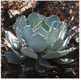 5 Seeds AGAVE Guadalajarana