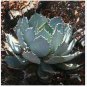 5 Seeds AGAVE Guadalajarana
