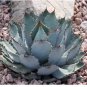 5 Seeds AGAVE Guadalajarana