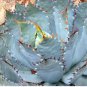 5 Seeds AGAVE Guadalajarana