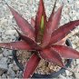 10 Seeds Agave Kerchovei