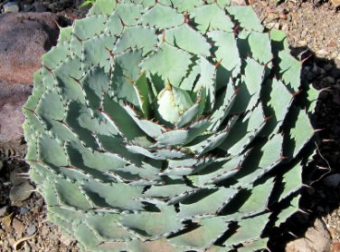 10 Seeds Agave potatorum