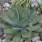 10 Seeds Agave Seemanniana Agave Garden Plants
