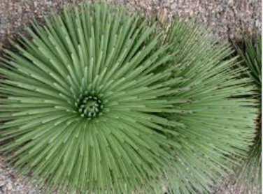 10 Seeds AGAVE Stricta Hedgehog Agave