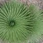 10 Seeds AGAVE Stricta Hedgehog Agave