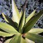 10 Seeds Agave triangularis 'Subintegra'