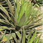 10 Seeds Agave triangularis 'Subintegra'