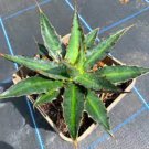 10 Seeds Agave xylonacantha