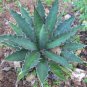 10 Seeds Agave xylonacantha