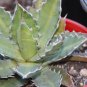 10 Seeds Agave xylonacantha