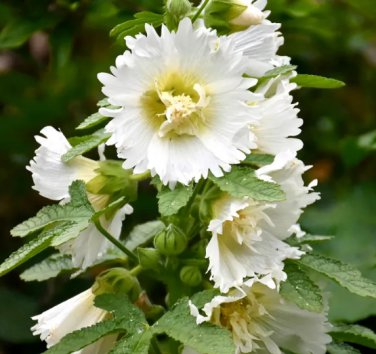 100 Seeds Alcea 'Chaste White'