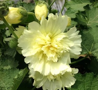 100 Seeds Alcea 'Junle Lemon'