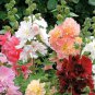 100 Seeds Alcea Mixed, Double Flowers