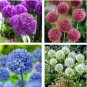 100 Seeds Allium giganteum Flower Mixed