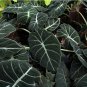 20 Seeds alocasia Elephant Ear Seeds Taro 'Black Velvet'