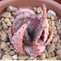 5 Seeds ALOE aculeata v crousiana Succulent Plant Garden Plants