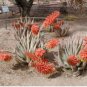 10 Seeds Aloe Claviflora Kraal Aloe Garden Plants