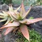 10 Seeds Aloe gilbertii Succulents Garden Plants