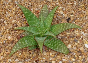 10 Seeds Aloe grandidentata